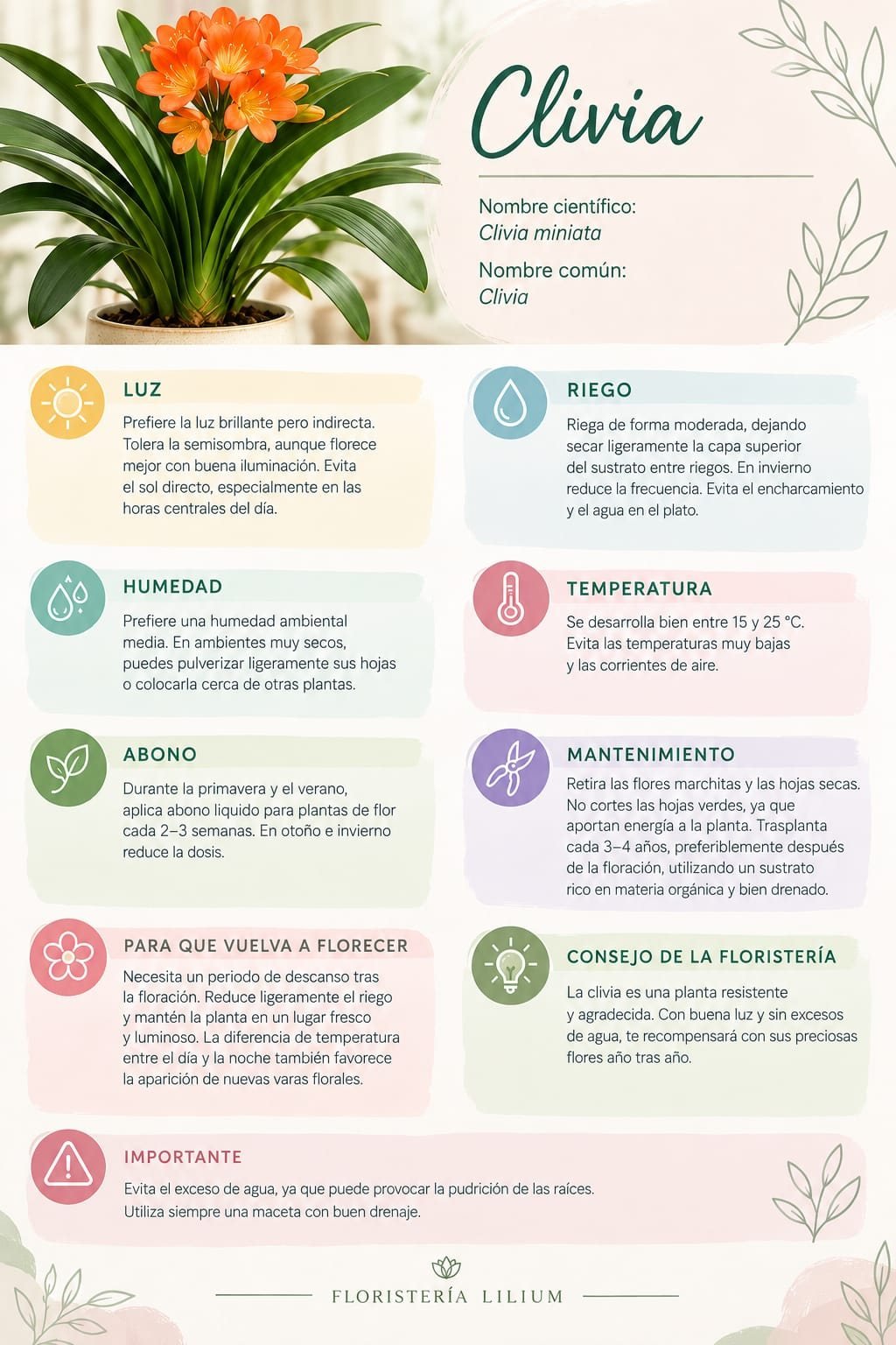 Floristería Lilium - Regalos - Plantas